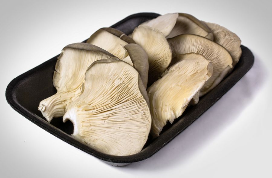 Bandeja de hongos ostra frescos