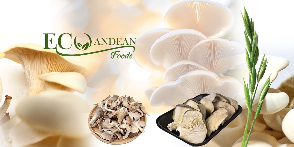 ECOANDEANFOODS — hongos ostra frescos y deshidratados