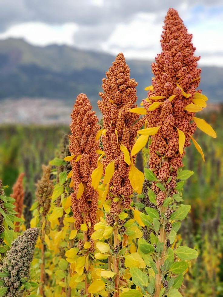 Cultivo de quinua en los Andes